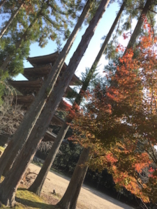 木々の隙間から見える醍醐寺の五重塔