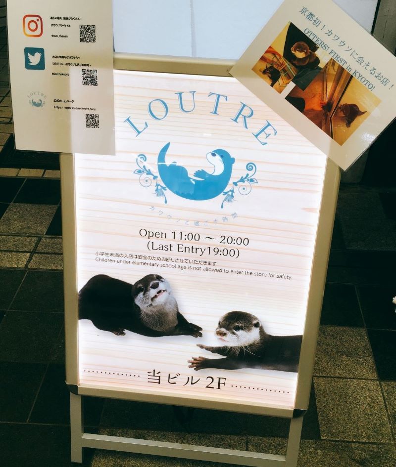 京都初 カワウソと触れ合えるお店 Loutre 想像以上の触れ合い度 ハニコログ