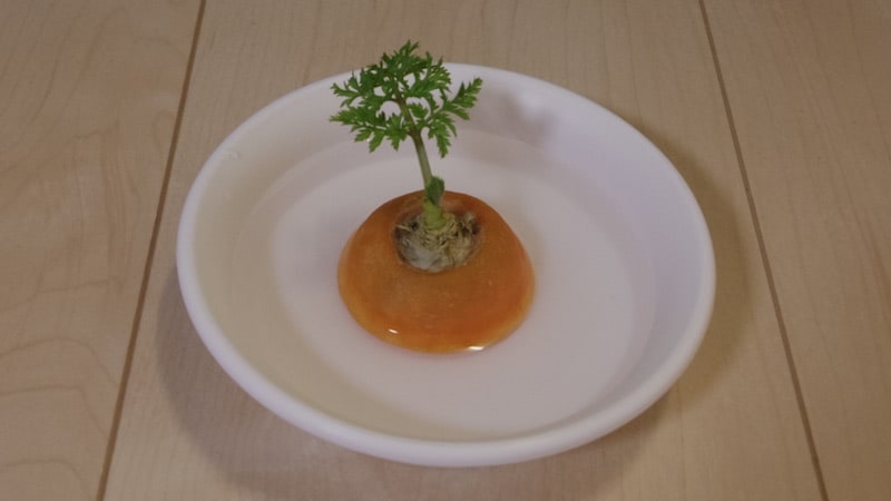 葉っぱが大きくなる人参
