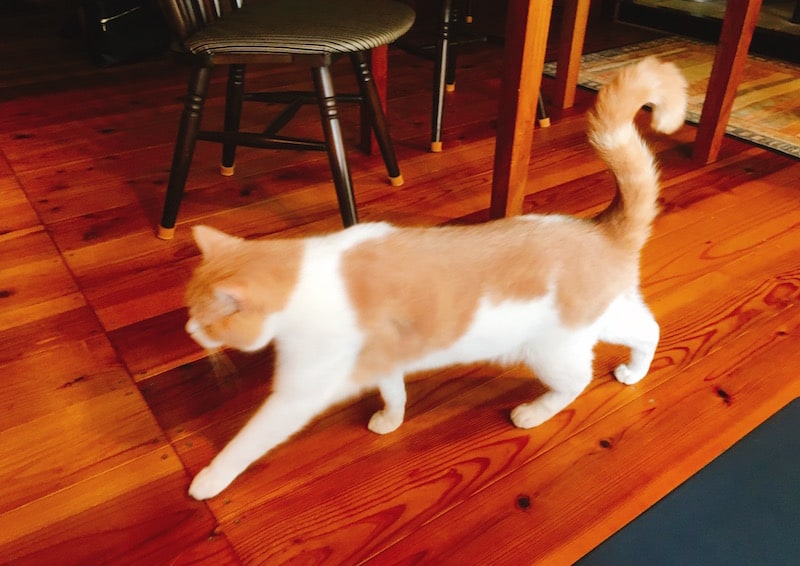 金沢の住宅街に美猫がいるカフェ 幸町の ノマドライフ 石川 ハニコログ
