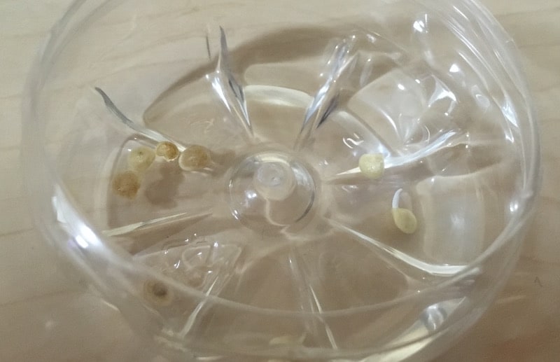 パプリカの種も容器の中で発根しています