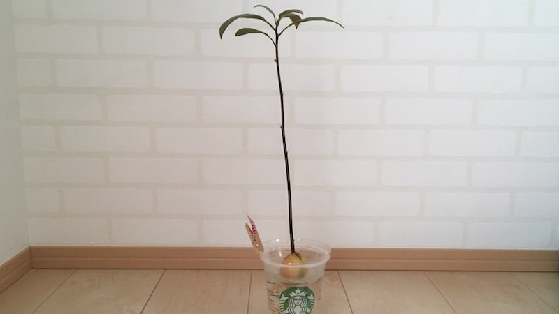 高く伸びたアボカドの茎