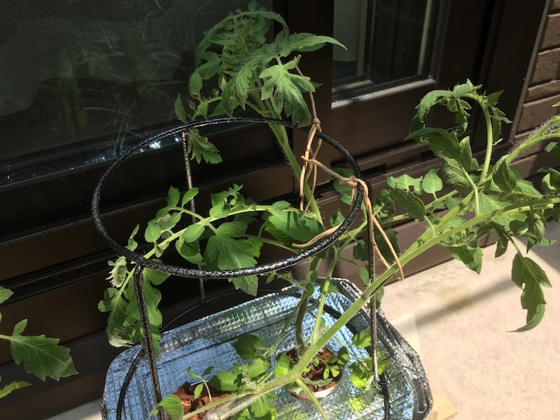 水耕栽培 ミニトマト定植 プランタースタンドをあんどん仕立てに ハニコログ
