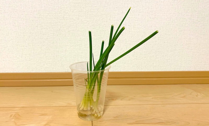 一週間で大きな成長を見せてくれたネギ