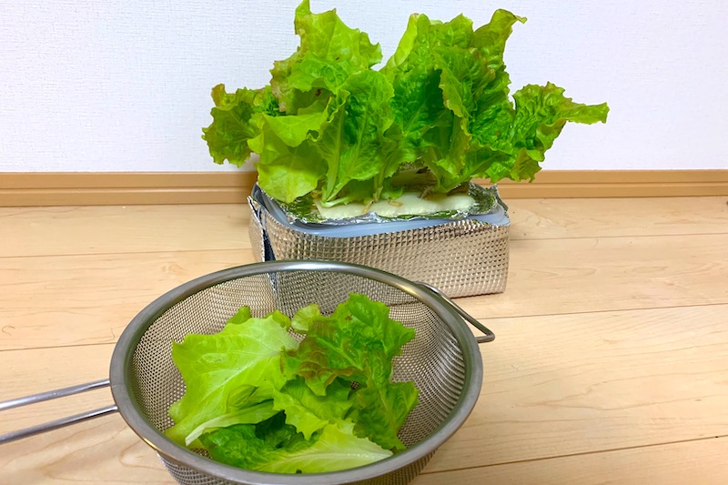 どんどんいただくサニーレタス