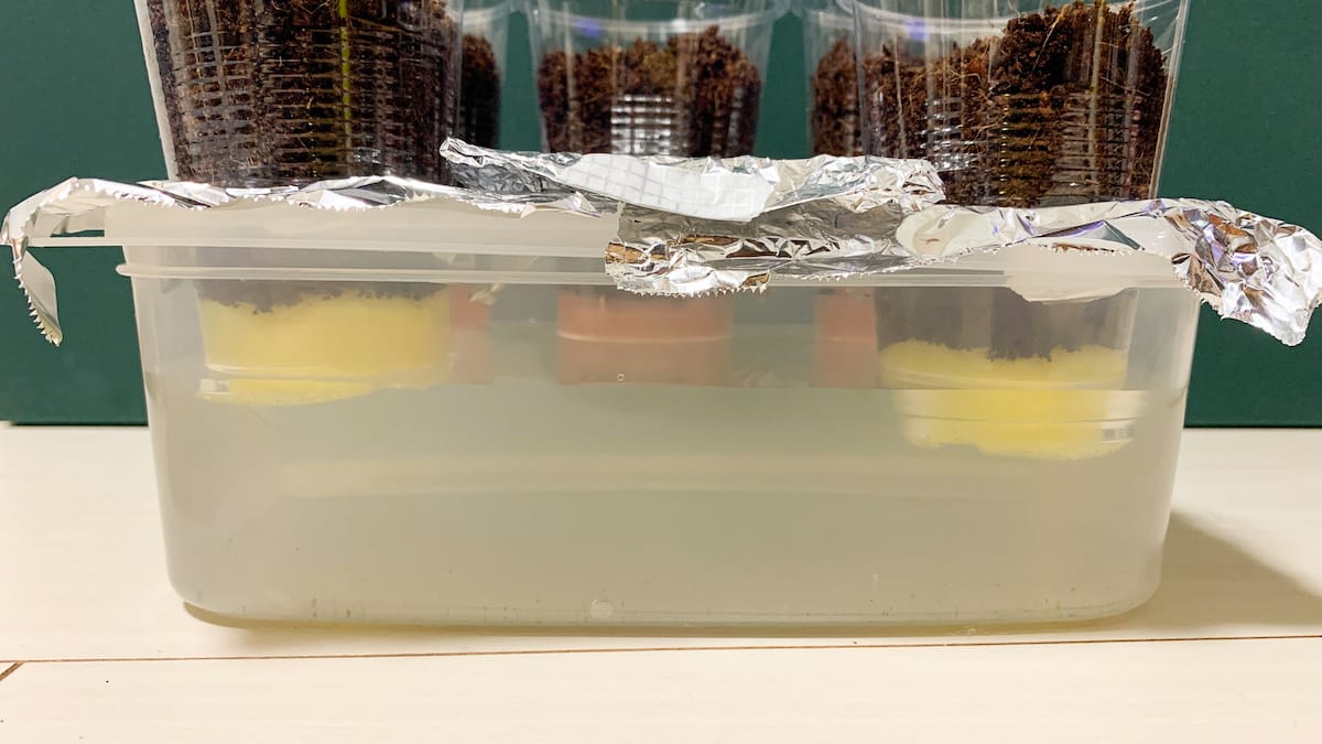 カップを、液体肥料を注いだタッパーにセットした様子