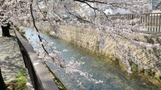 桜とパンジー♪春の馬場川緑道でお散歩花見in御経塚〜野々市さんぽ