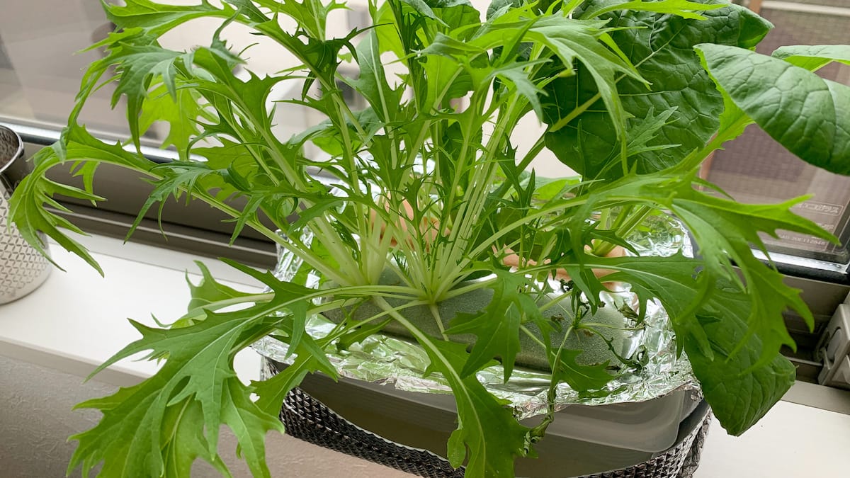 水耕栽培 サラダみずな 水菜 を窓際タッパー栽培 ハニコログ