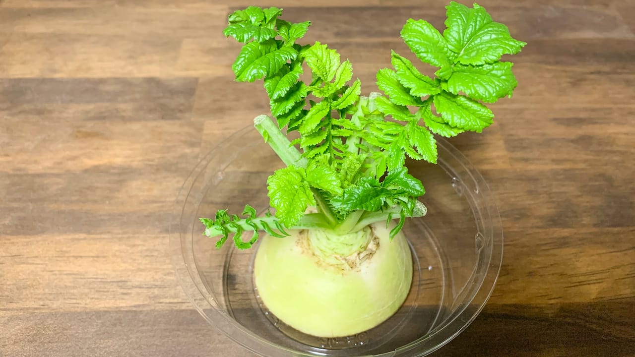 大根のヘタ。ツヤツヤした葉っぱが大きくなってきた様子。