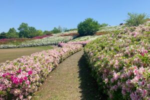 大乗寺丘陵公園のツツジ